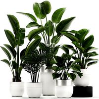 houseplants in a white pot for the interior 721