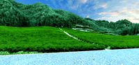 tea garden
