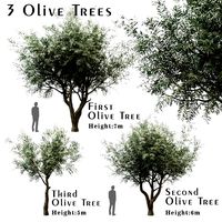 set of olive trees olea europaea 3 trees