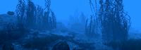 underwater