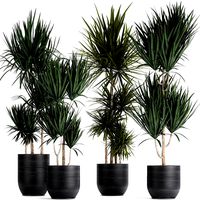 dracaena plants in a black pot for the interior 716
