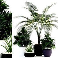 plants collection 86