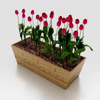 flowers plant box 001