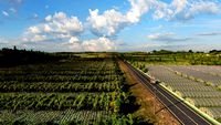 orchard