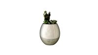 vaso suculenta
