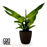 Potted Plant11 3D Model