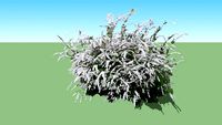 Spiraea ×cinerea 'Grefsheim'