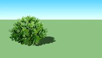 Sedum spectabile