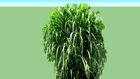 Miscanthus giganteum