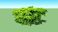 Juniperus x pfitzeriana 'Old Gold'