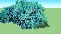 Juniperus squamata 'Blue Star'