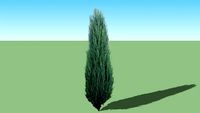 Juniperus scopulorum 'Blue Arrow'