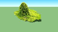 Juniperus horizontalis 'Golden Carpet'
