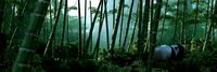 giant panda