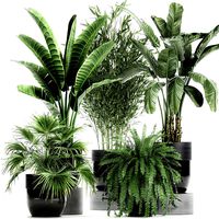houseplants in a black pot for the interior 711