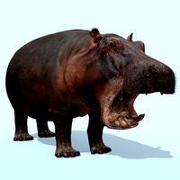 wild hippo 8k - animated
