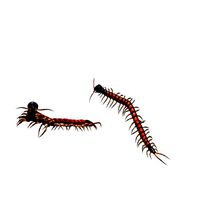 centipede