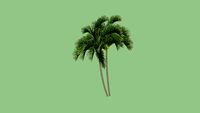 Areca palm