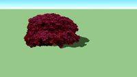 Acer palmatum 'Dissectum Nigrum'