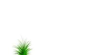 Shrubs - Perennials and Grasses - Miscanthus sinensis Gracillimus - Maiden Grass
