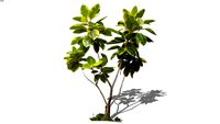 ficus altissima