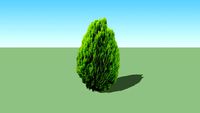 Thuja orientalis 'Aurea Nana'