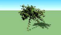 Cotoneaster horizontalis