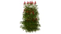 nandina domestica