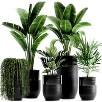 houseplants in a black pot for the interior 709