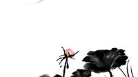 lotus flower