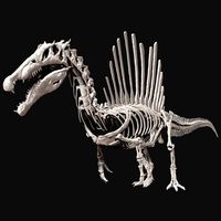 spinosaurus full skeleton sculpt model