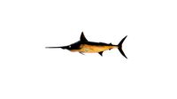 swordfish sword fish