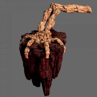 meteor dragon purgatory-claw-rear right