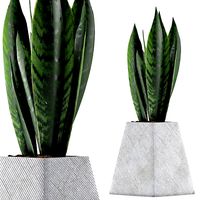 plants collection 114