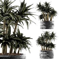 plants collection 116
