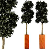 plants collection 102