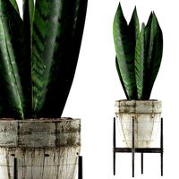 plants collection 104
