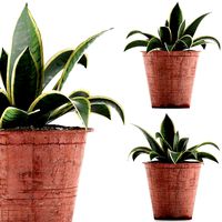 plants collection 105