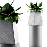 plants collection 112