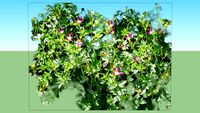Geranium × oxonianum f. thurstonianum