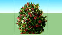 Skimmia japonica