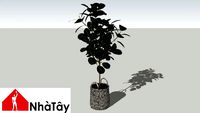 cây
