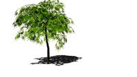 Acer palmatum 'Dissectum'