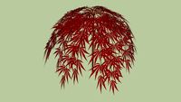 Acer palmatum