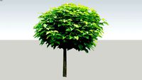 Catalpa bignonioides