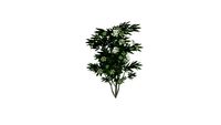 Nerium oleander