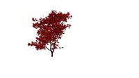 Acer palmatum