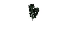 Schefflera amate