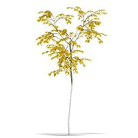 Birch 3D Model