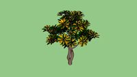 schefflera
